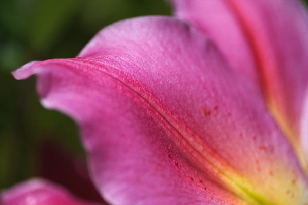 Reaching Lily Petals by Joy Watson